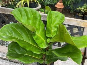 for sale FIDDLE LEAF FIG 3 1ft=1000 2ft=1200 3ft 1800