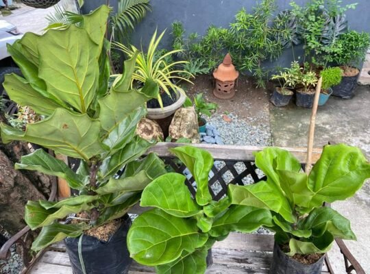 for sale FIDDLE LEAF FIG 3 1ft=1000 2ft=1200 3ft 1800
