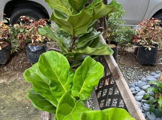 for sale FIDDLE LEAF FIG 3 1ft=1000 2ft=1200 3ft 1800
