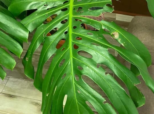 FOR SALE MONSTERA DELICIOSA MOTHERPLANT 7k & 5k