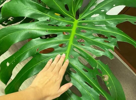FOR SALE ! MONSTERA DELICIOSA MOTHERPLANT
