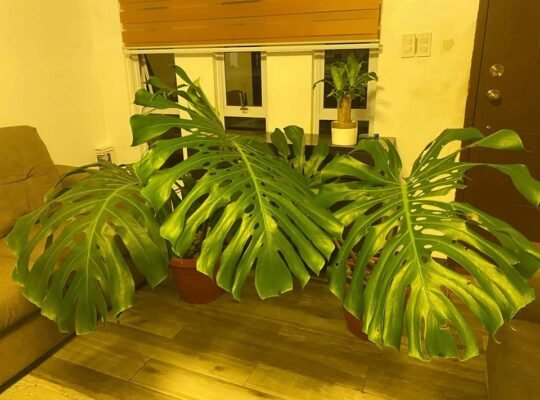 FOR SALE ! MONSTERA DELICIOSA MOTHERPLANT