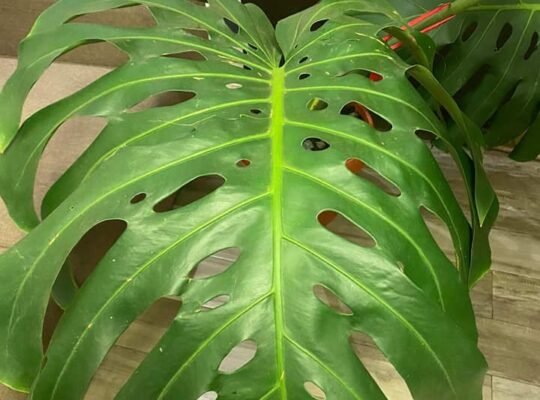 FOR SALE MONSTERA DELICIOSA MOTHERPLANT 7k & 5k