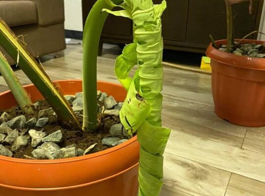 FOR SALE MONSTERA DELICIOSA MOTHERPLANT 7k & 5k