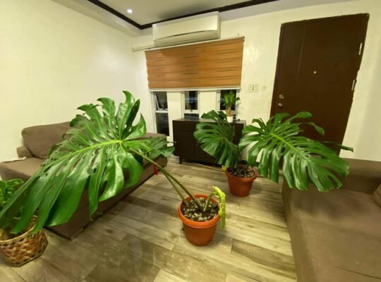 FOR SALE MONSTERA DELICIOSA MOTHERPLANT 7k & 5k