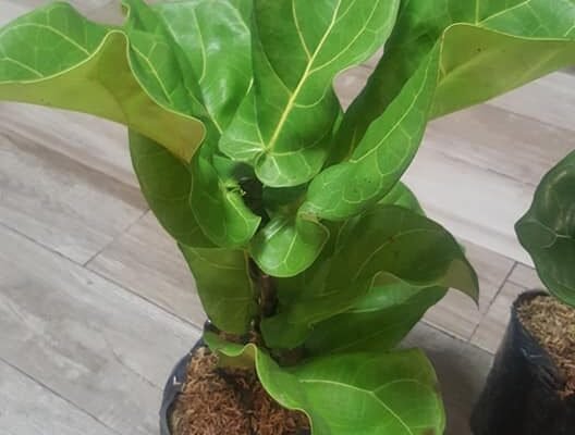 FIDDLE FIG TREE 1.10ft = 1100 2.1ft =1200 IMUS AREA