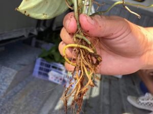 FOR SALE SILVER SATIN POTHOS FOR ONLY P150