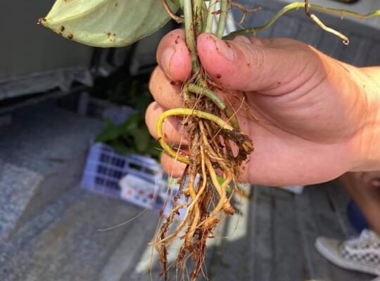 FOR SALE SILVER SATIN POTHOS FOR ONLY P150