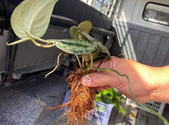 FOR SALE SILVER SATIN POTHOS FOR ONLY P150