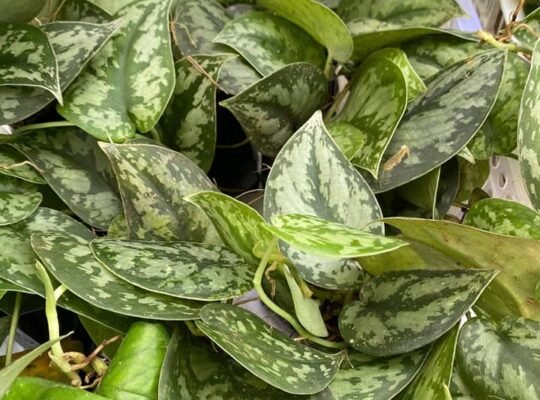 FOR SALE SILVER SATIN POTHOS FOR ONLY P150