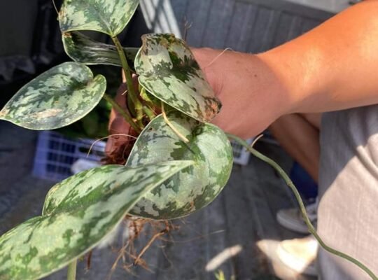 FOR SALE SILVER SATIN POTHOS FOR ONLY P150