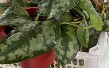 Anthurium snow white 300 only