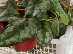 SILVER SATIN POTHOS (ONHAND) 180 ONLY‼️‼️‼️