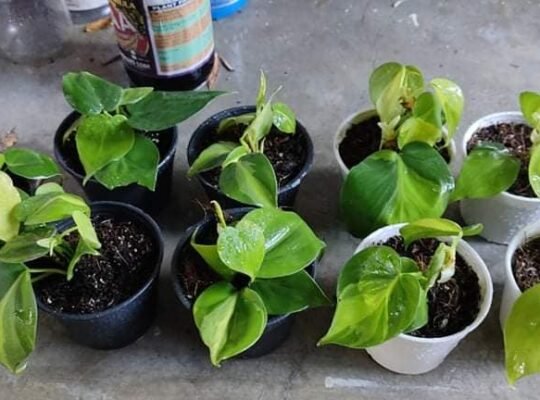 philodendrons/brasil pothos for sale pm for ordees Imus area 400 only