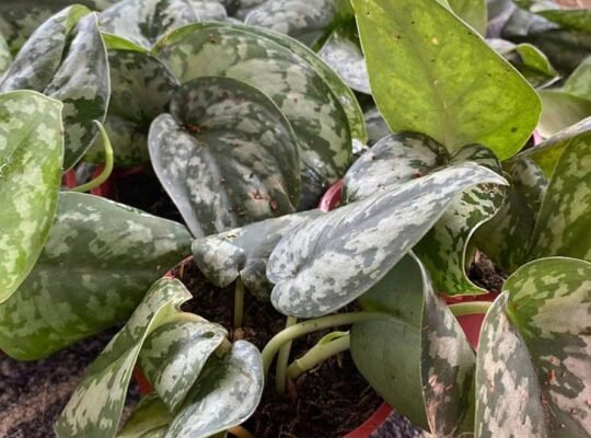 SILVER SATIN POTHOS (ONHAND) 180 ONLY‼️‼️‼️