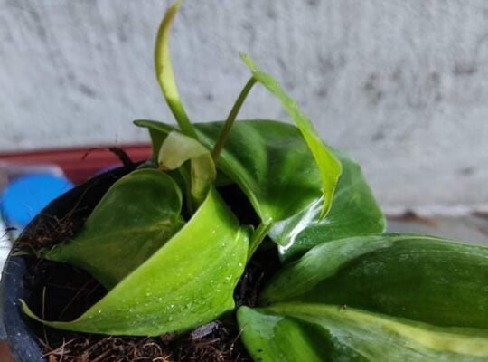 philodendrons/brasil pothos for sale pm for ordees Imus area 400 only