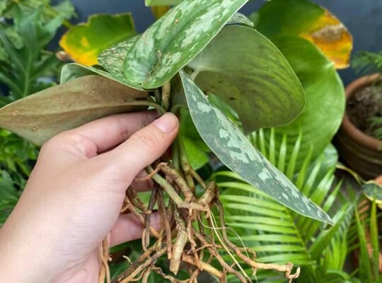 philodendrons/brasil pothos for sale pm for ordees Imus area 400 only