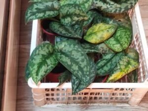 SILVER SATIN POTHOS potted 150 only Imus Location