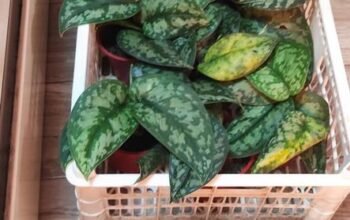 SILVER SATIN POTHOS potted 150 only Imus Location