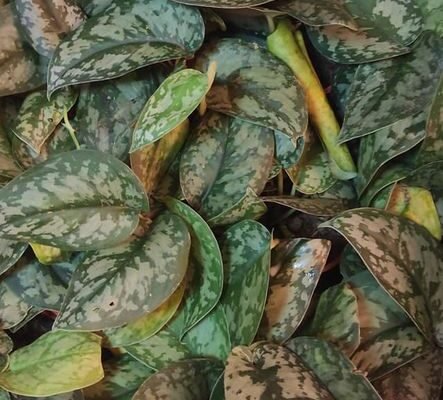 SILVER SATIN POTHOS potted 150 only Imus Location