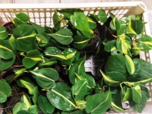 Lush Philo Brasil 380 ONLYY❗❗❗ IMUS AREA ONHAND