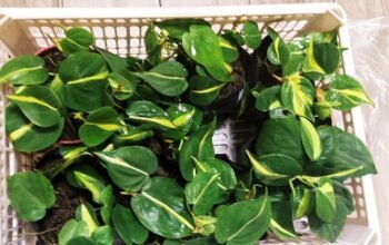 Lush Philo Brasil 380 ONLYY❗❗❗ IMUS AREA ONHAND