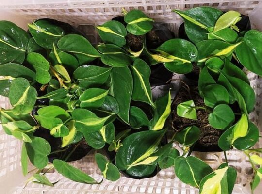 Lush Philo Brasil 380 ONLYY❗❗❗ IMUS AREA ONHAND