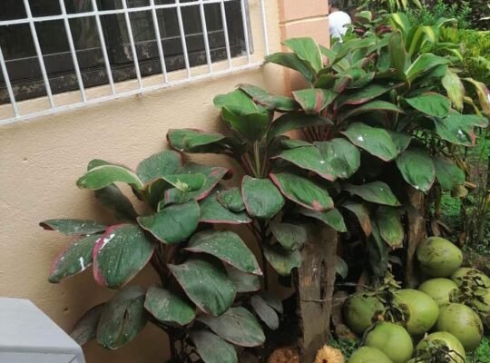 For sale house and lot 2118 SQM Indang,Cavite 5.4m only