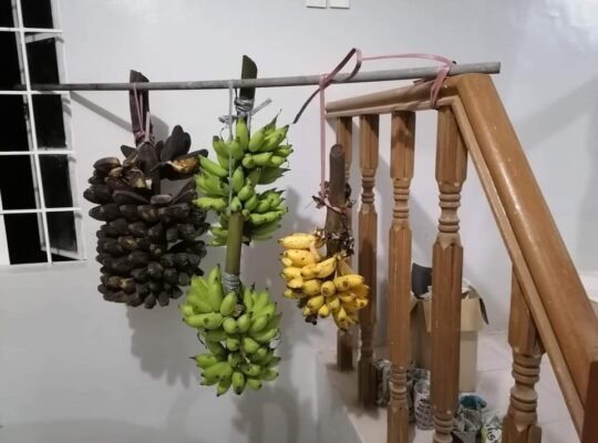 For sale house and lot 2118 SQM Indang,Cavite 5.4m only