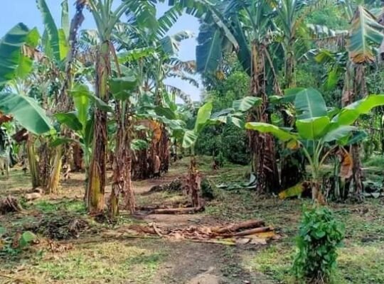 1000sqm Farm Lot❗❗