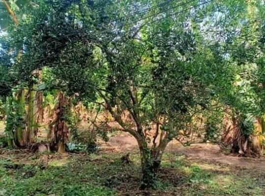 1000sqm Farm Lot❗❗