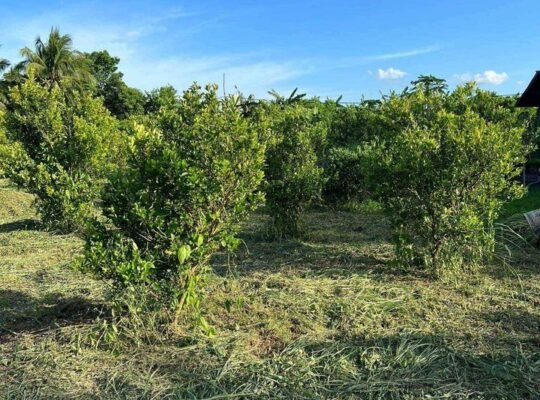 Farm Lot in Tiaong Quezon