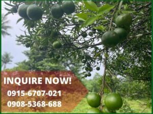 691sqm Mini Farm lot in Dolores Quezon