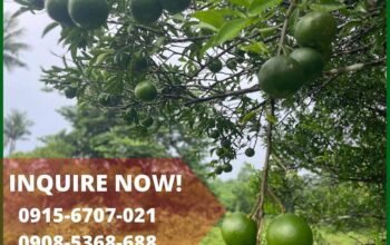 691sqm Mini Farm lot in Dolores Quezon