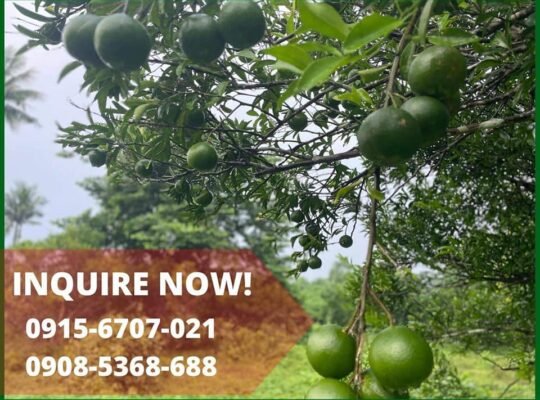 691sqm Mini Farm lot in Dolores Quezon
