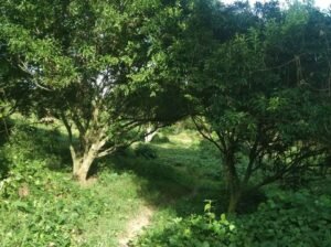 Farmlot in Tiaong Quezon