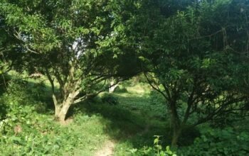 Farmlot in Tiaong Quezon