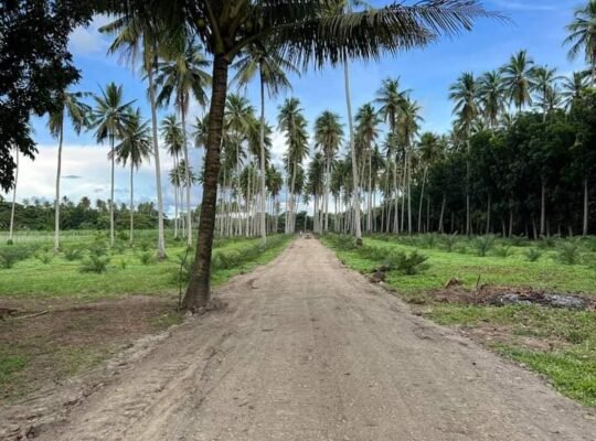 Farm Lot in Tiaong Quezon