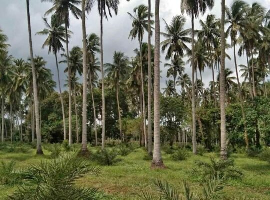 Farm lot near hiway sa tiaong quezon