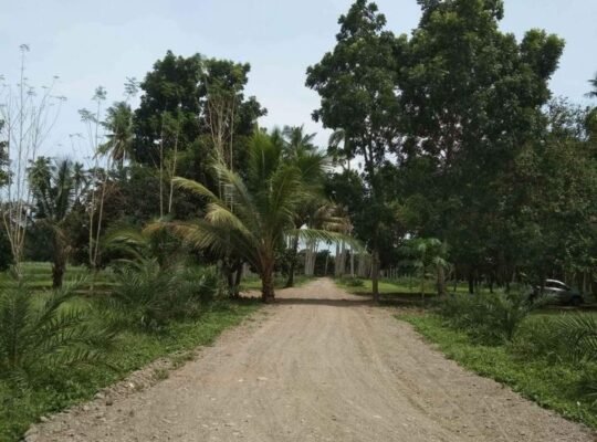 Farm lot near hiway sa tiaong quezon
