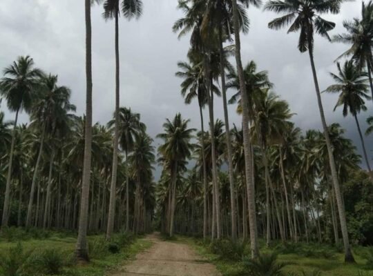Farm lot near hiway sa tiaong quezon
