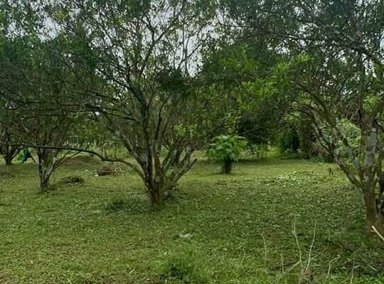 Murang Farm Lot sa Tiaong Qiezon