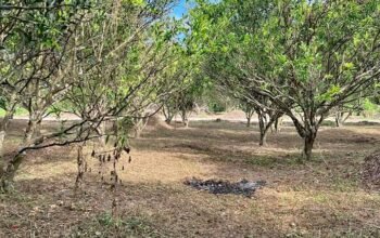 Murang Farm Lot sa Tiaong Qiezon