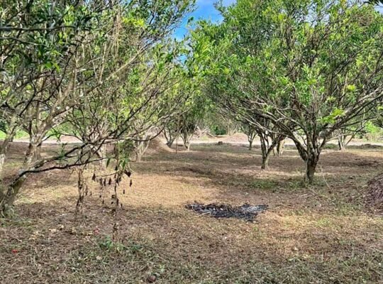 Murang Farm Lot sa Tiaong Qiezon