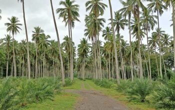 Farm Lot in Tiaong Along Hiway