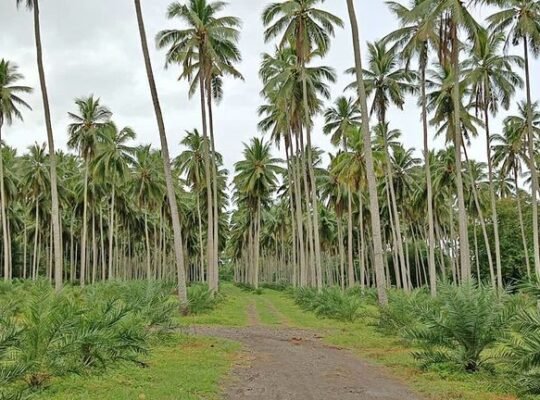 Farm Lot in Tiaong Along Hiway