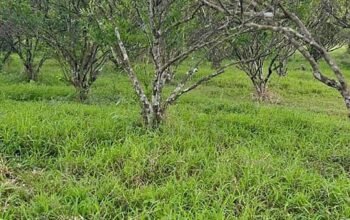 Murang Farm Lot sa Tiaong