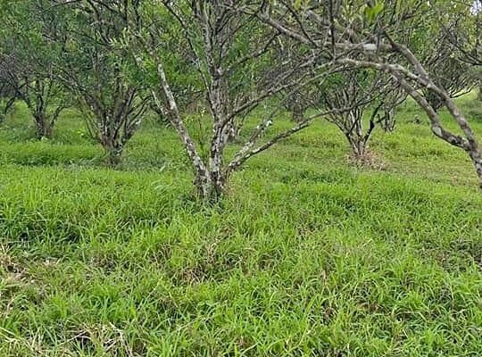 Murang Farm Lot sa Tiaong