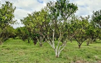 Farm lot for sale in Tiaong Quezon