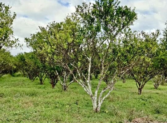 Farm lot for sale in Tiaong Quezon